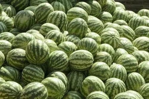 瓜洲西瓜免费吃是真的吗,瓜洲西瓜免费吃活动真相揭秘  第2张